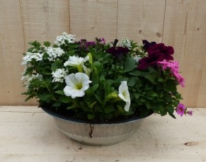 Zinkenbakzomerbloeierswitrozepaarsdia30cm-Warentuinnatuurlijk