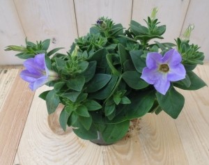 3stuksPetunialichtpaars-Warentuinnatuurlijk