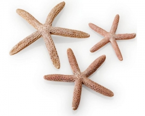 biOrbsetzeesterrennaturelOase-Oase