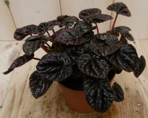 2stuksKamerplantSiennaSunsetPeperomiaSchumiRedViridiWarentuinNatuurlijk-Warentuinnatuurlijk