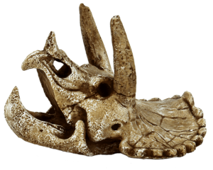 SkullTriceratopsMaquariaSuperfish-Superfish
