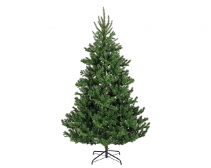 Albafirdia137-H240cmgreen-Everlands