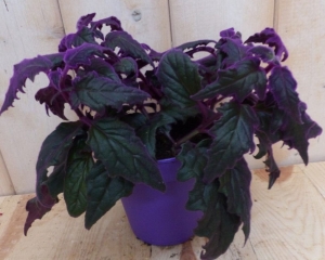 2stuksKamerplantGynura-glowinthedark--Warentuinnatuurlijk