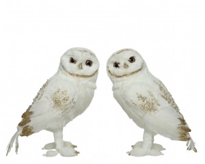 Uilpesl11b21h21cmwitgouda2KSD-Ksd