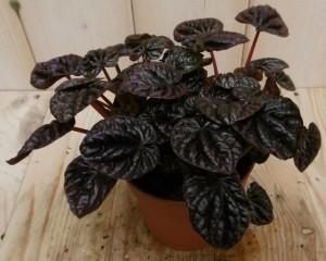 2stuksKamerplantSiennaSunsetPeperomiaSchumiRed-Warentuinnatuurlijk