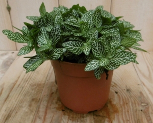 2stuksKamerplantMontBlancFittoniaVerschaffeltii-Warentuinnatuurlijk