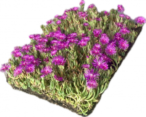 PlantenmatvasteplantenDelospermacooperiIJsbloemper1m2cmCovergreen-Covergreen