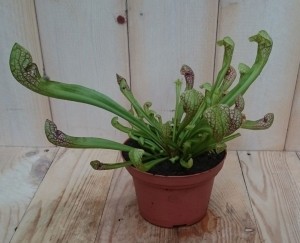 3stuksVleesetendeplantTrompetbekerplant-Warentuinnatuurlijk