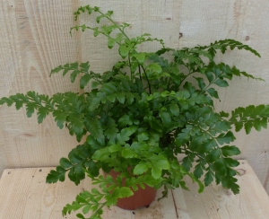 VarenAspleniumParvatikamerplantWarentuinNatuurlijk-Warentuinnatuurlijk