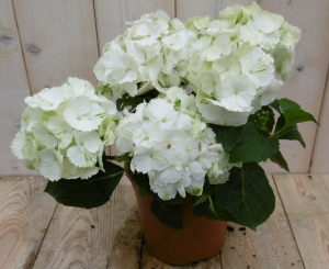 HortensiaHydrangeaWit30-40cm4tot6bloemen-Warentuinnatuurlijk