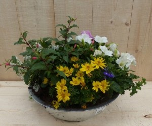 Zinkenbakzomerbloeierskleurenmixdia30cm-Warentuinnatuurlijk