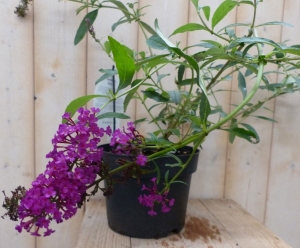 VlinderstruikBuddlejaRoze55cm-Warentuinnatuurlijk