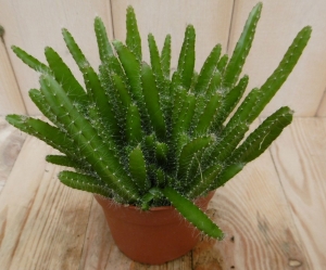 2stuksKamerplantMachoMilanoHylocereusUndatusViridiDrakenvruchtWarentuinNatuurlijk-Warentuinnatuurlijk