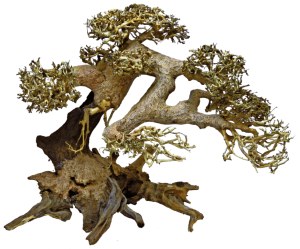 BonsaiDriftwoodLaquariaSuperFish-Superfish