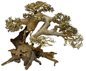 BonsaiDriftwoodLaquaria-Superfish