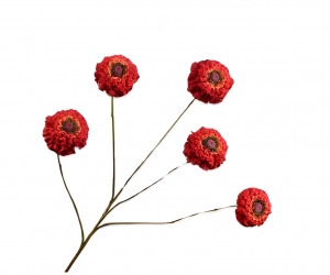 Zinniatakrood91cmSilk-Ka-Silkka