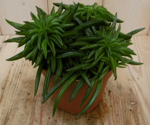 2stuksKamerplantPeperomiaHappyBeanViridiWarentuinNatuurlijk-Warentuinnatuurlijk