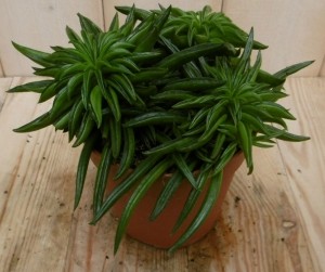 2stuksKamerplantPeperomiaHappyBeanViridiWarentuinNatuurlijk-Warentuinnatuurlijk