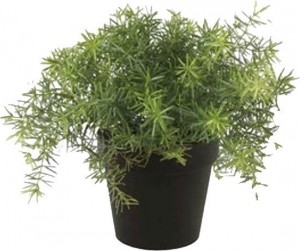 Asparagusbush10cmltgreeninblackpot95cm-Emerald