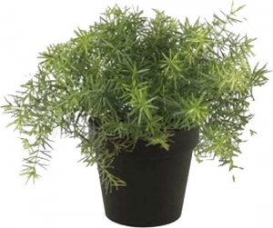 Asparagusbush10cmltgreeninblackpot95cm-Emerald