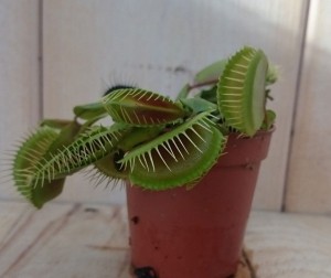 5stuksVleesetendeplantMascotteVenusvliegenvangerDionaeamini-Warentuinnatuurlijk