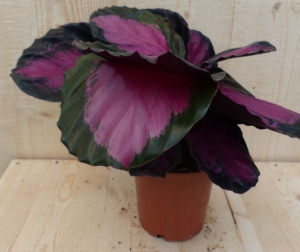 CalatheaCrimsonPauwenplantKlein-Warentuinnatuurlijk
