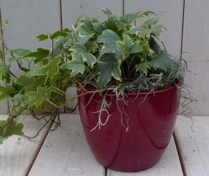 KlimopHedreabontrodepot25cm-Warentuinnatuurlijk