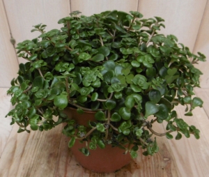 2stuksSedumtornadoViridiVetkruidWarentuinNatuurlijk-Warentuinnatuurlijk