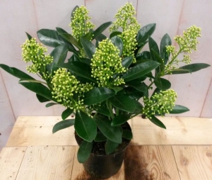 Skimmiawit20cmWarentuinNatuurlijk-Warentuinnatuurlijk