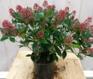 Skimmiarood40cm-Warentuinnatuurlijk