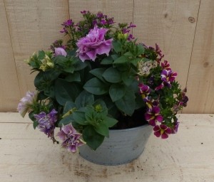 Zinkenbakjezomerbloeiersrozedia20cm-Warentuinnatuurlijk