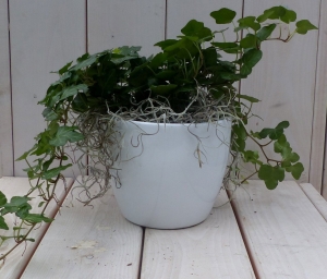 KlimopHedreadonkergroenwittepot25cmWarentuinNatuurlijk-Warentuinnatuurlijk