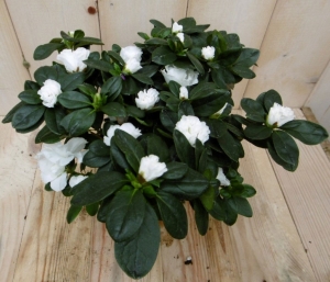 AzaleawitgrootkamerplantRhododendronWarentuinNatuurlijk-Warentuinnatuurlijk