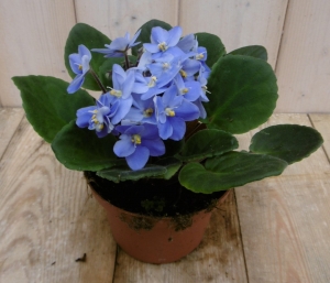 2stuksKamerplantKaapsvioolblauwSaintpauliaWarentuinNatuurlijk-Warentuinnatuurlijk