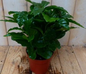 KamerplantKoffieplantarabica-Warentuinnatuurlijk