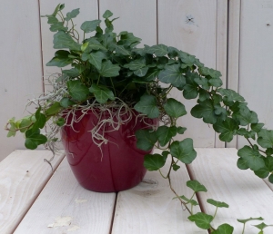 KlimopHedreadonkergroenrodepot25cmWarentuinNatuurlijk-Warentuinnatuurlijk