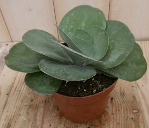 2stuksKamerplantKalanchoethyrsiflora-Warentuinnatuurlijk