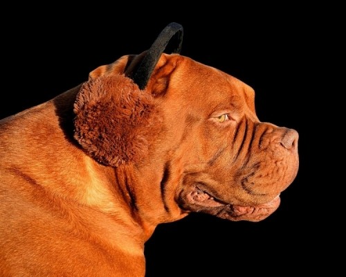 111128-oorwarmerscoverjpg