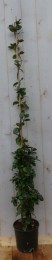 ToscaanseJasmijn150cm-Warentuinnatuurlijk