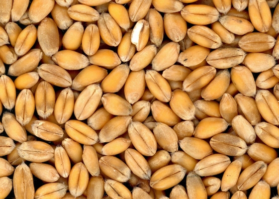 70704-granenrijstengraanproductencoverjpg