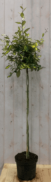 ElaeagnusOlijfwilggeelbontbladopstam80cmdia40cm-Warentuinnatuurlijk
