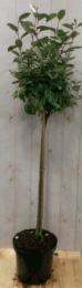 ElaeagnusOlijfwilggroenbladopstam80cmdiameter40cm-Warentuinnatuurlijk