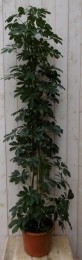KamerplantScheffleraVingersboomdonkergroen120cm-Warentuinnatuurlijk
