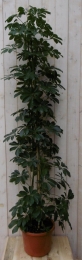 KamerplantScheffleraVingersboomdonkergroen120cm-Warentuinnatuurlijk