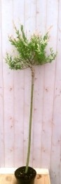 FlamingoSalix180cm-Warentuinnatuurlijk