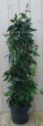 Passiebloem90cm-Warentuinnatuurlijk