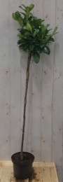PrunusRotundifoliaop70cmstam-Warentuinnatuurlijk