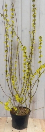 ChineseKlokjeForsythia120cmWarentuinNatuurlijk-Warentuinnatuurlijk