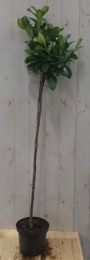 PrunusRotundifoliaop70cmstamLaurierkersWarentuinNatuurlijk-Warentuinnatuurlijk