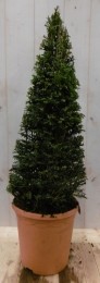 Taxus80cmWarentuinNatuurlijk-Warentuinnatuurlijk